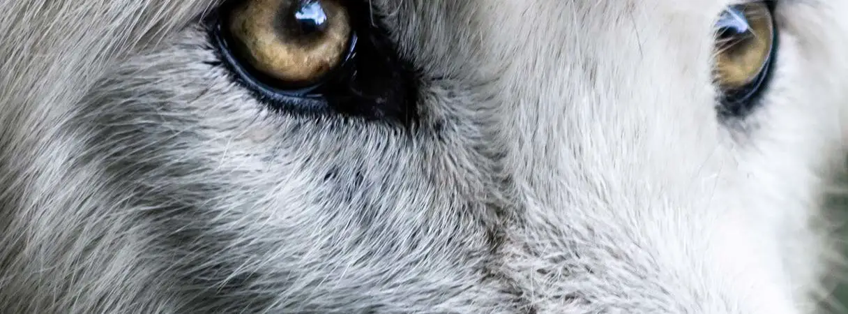 problèmes oculaires chez lez chien