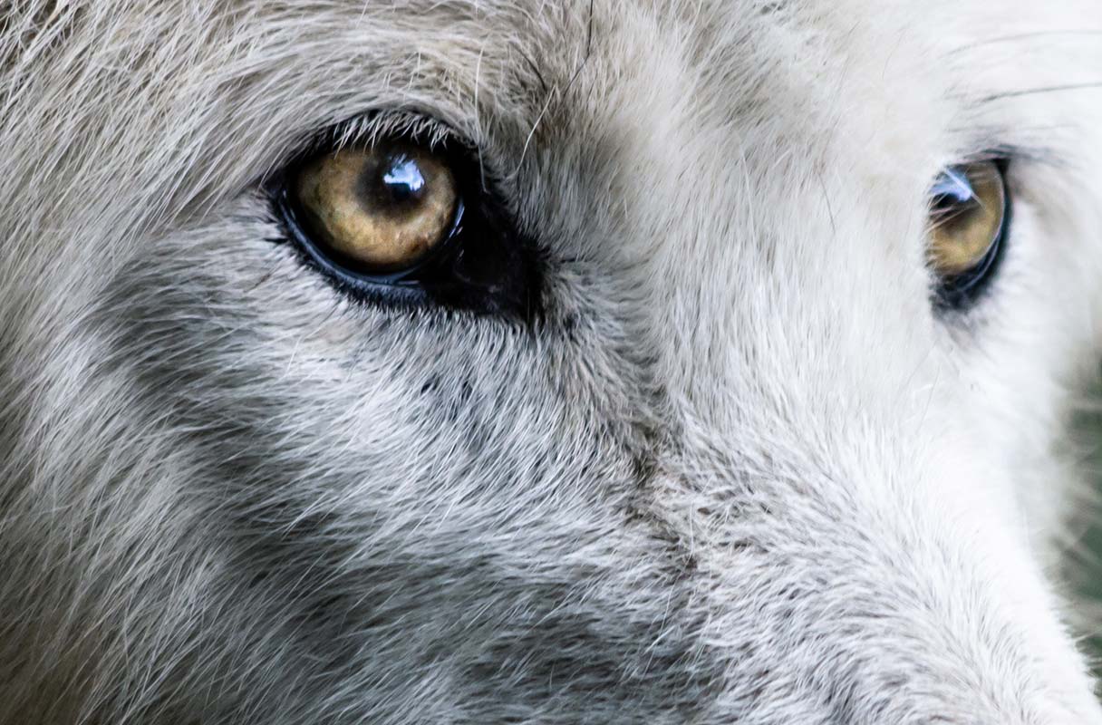 6 Problemes Oculaires Courants Chez Le Chien Et Leurs Traitements Remedes Naturels Pour Animaux