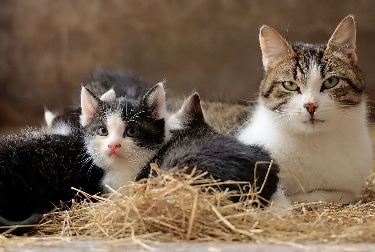 A Quel Moment Les Chats Arretent Ils De Grandir Remedes Naturels Pour Animaux