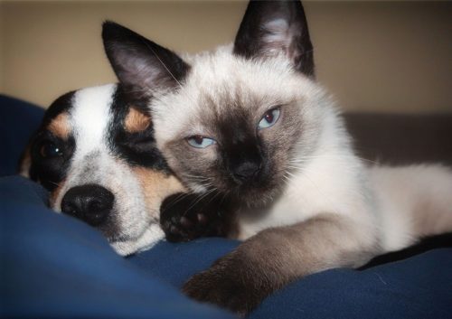 recettes maison et régimes spéciaux pour chien et chat qui ont des problèmes rénaux