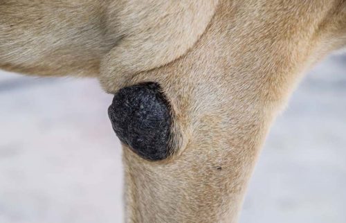 remèdes contre les callosités des pattes du chein