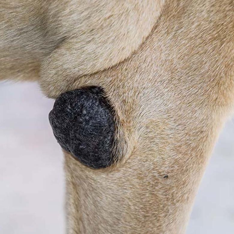 Lipome du Chien Résorber les Boules de Graisses Chez le Chien Remèdes Naturels pour Animaux