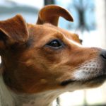 problèmes cardiaques du chien : Comment traiter la maladie cardiaque du chien âgé ?