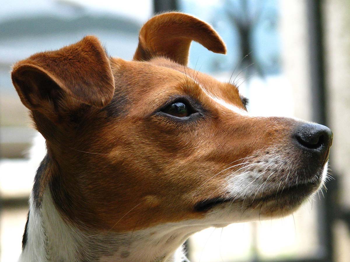 Remèdes à la maison pour les problèmes cardiaques de chien