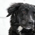 Chien à la peau sèche : Remèdes naturels pour apaiser les démangeaisons et les problèmes de peau