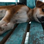 Diarrhée du chien : remèdes naturels contre les selles moles et liquides
