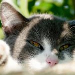 Remèdes maison pour le ténia chez le chat : Vers blancs comme des grains de riz