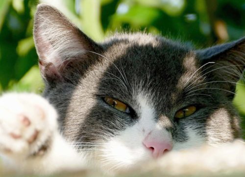 remèdes maison pour éliminer vers tenia chez le chat