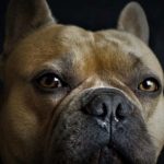Épistaxis du chien : Saignement de nez chez le chien, comment réagir ?