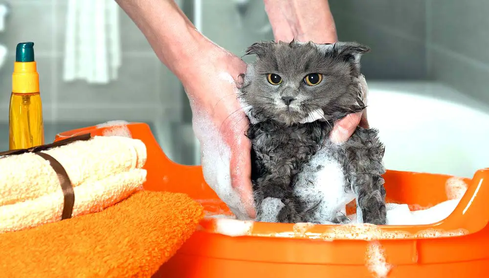shampouinage du chat