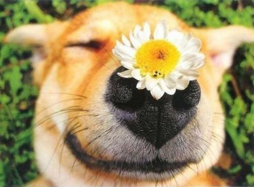 quelles fleurs due bach pour le chien