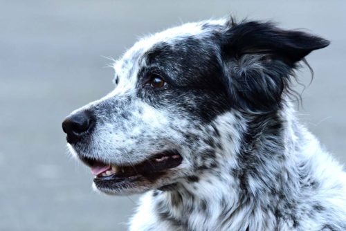 traiter naturellement glandes salivaire chien