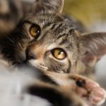 Rhume chez le chat : Infection des voies respiratoires supérieures, que faire ?