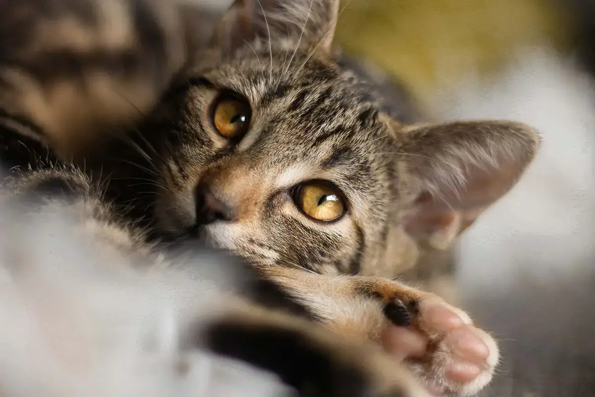 Rhume Chez Le Chat Infection Des Voies Respiratoires Superieures Que Faire Remedes Naturels Pour Animaux