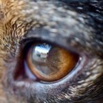 Oeil du chien : Soigner un orgelet sur la paupière