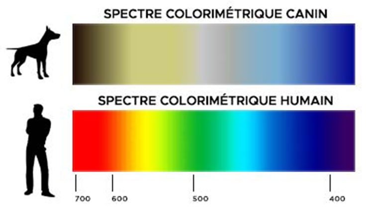 Spectre colorimétrique du canin vs spectre colorimétrique humain