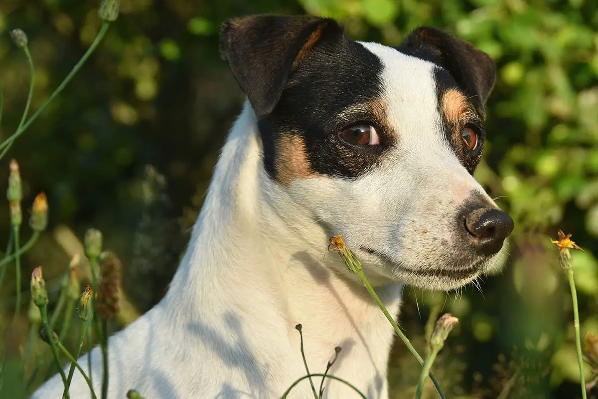 stopper l'epilessia en changeant d'alimentation pour son chien et en retirant les céréales