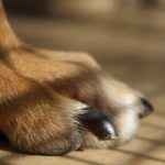 Ongle cassé chez le chien : Comment arrêter le saignement