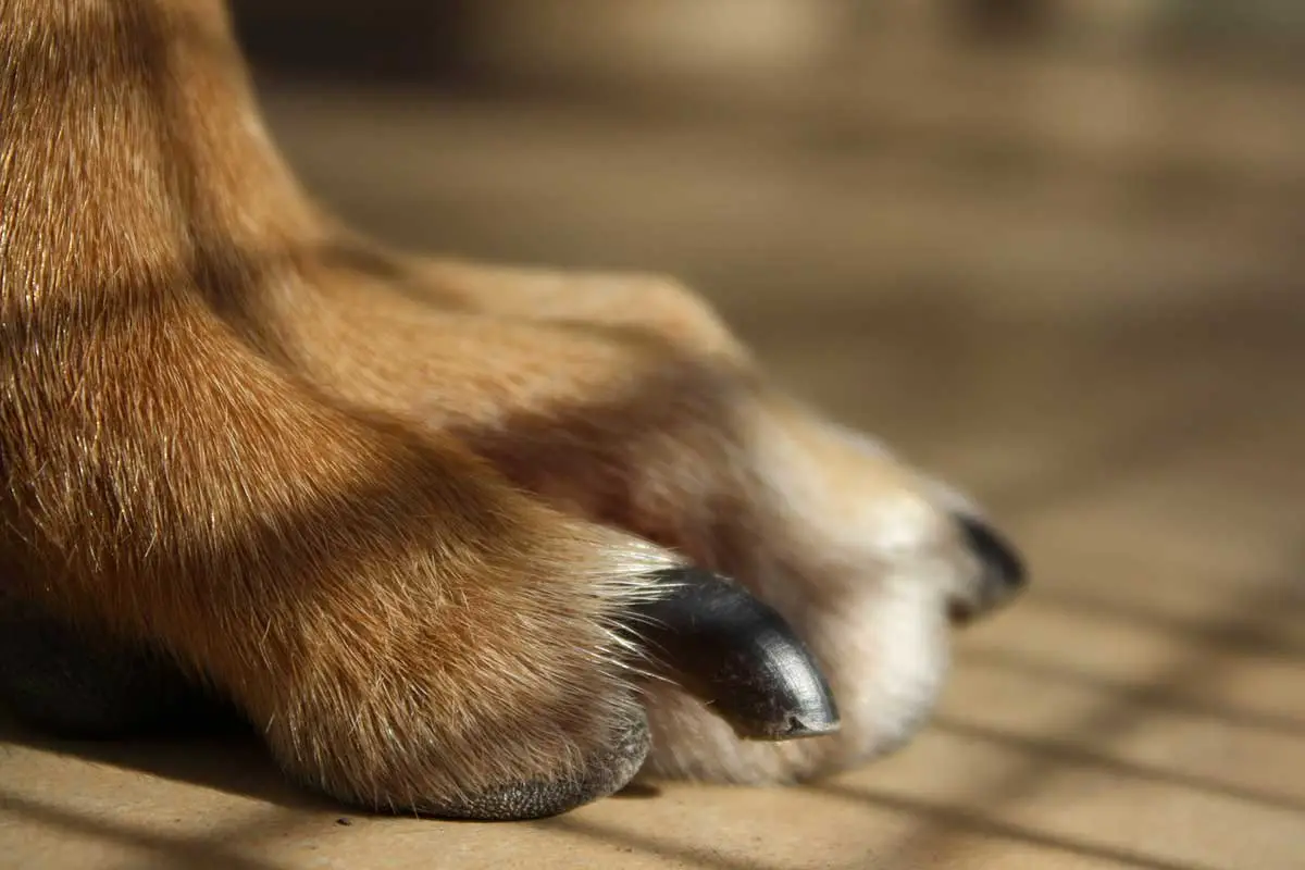 stopper naturellement le saignement des ongles du chien