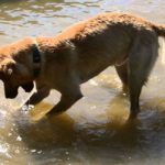 Syndrome de la queue morte chez le chien : Les remèdes maison