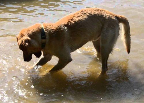 soigner syndrome queue morte chez le chien