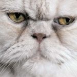 Taches liées aux larmes du chat : Pourquoi et comment les nettoyer