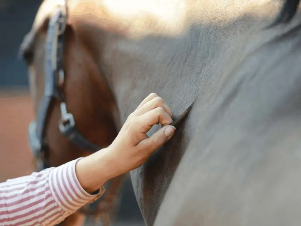 Test de pincement pour voir si le cheval est déshydraté