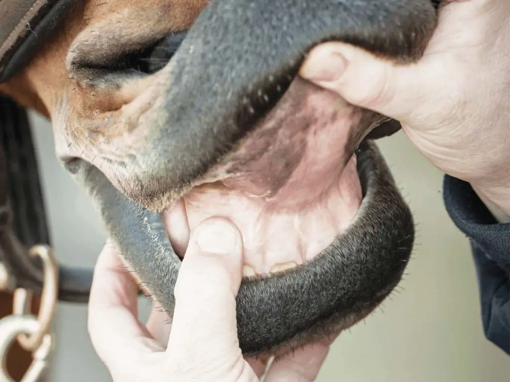 Vérifier les gencives du cheval pour les niveaux d'hydratation