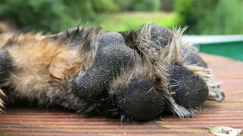 couper les poils entre les orteils pied du chien