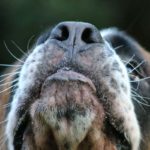 Cinq faits fascinants sur les moustaches du chien