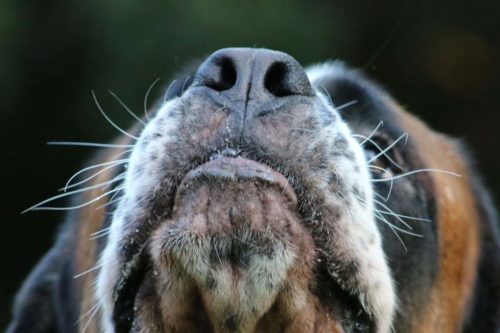 les moustaches du chien lui sont-elles utiles ?