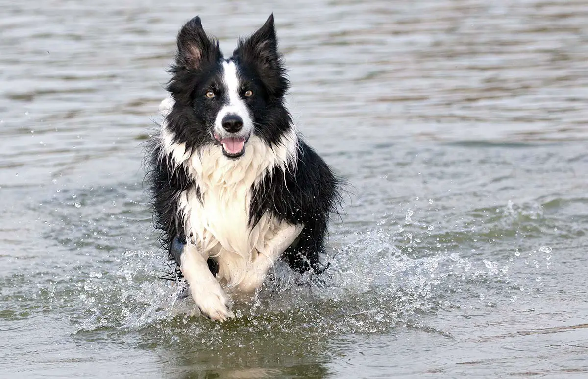 remedes naturels pour la déshydratation du chien