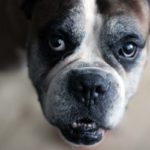 Problèmes de prostate chez le chien : Remèdes naturels