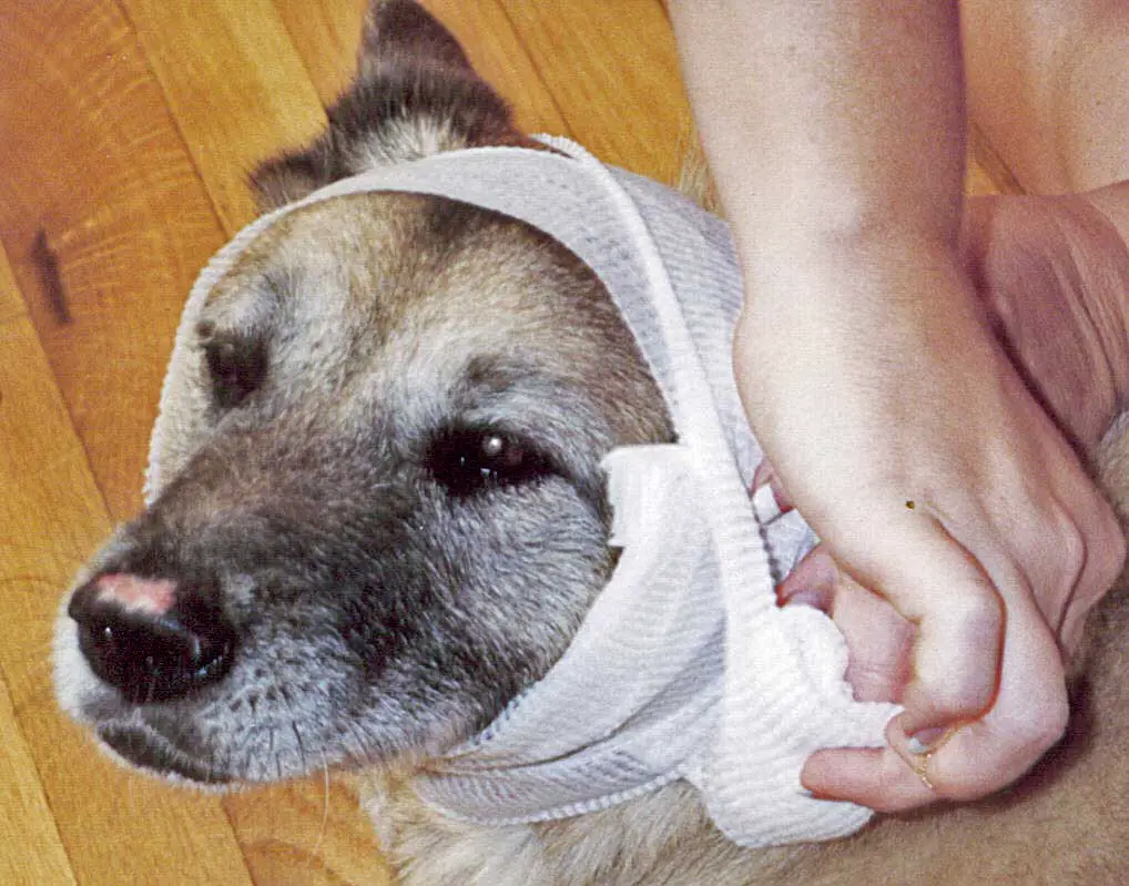 bandage pour traumatisme crânien du chien