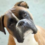 Tremblements du chien : Head Bobbing chez les chiens Boxer, un syndrome à surveiller