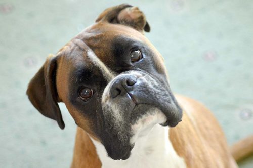 tremblements de la tête chez le chien Boxer