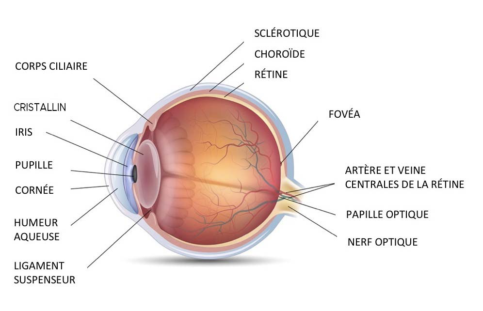 anatomie de l'oeil canin