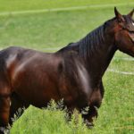 Questions sur la castration des chevaux : Décisions et méthodes d'élevage
