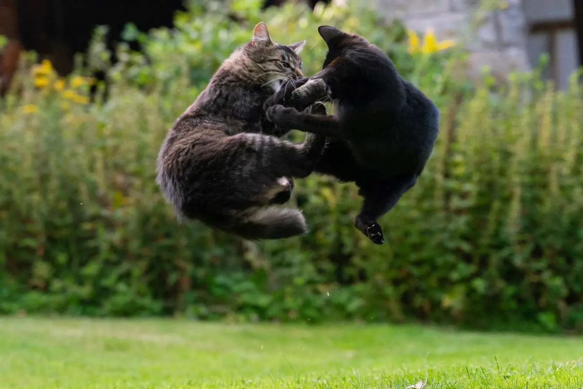 réduire les conflits entre chats