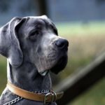 Chien de grande taille et ostéochondrose : Ce qu'il faut savoir