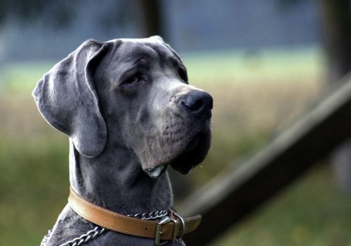 ostéochondrose chez les chiens de grande race