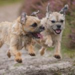 Prendre soin des oreilles tombantes de votre chien