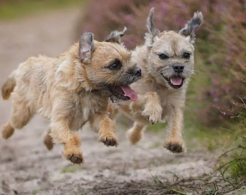 chien oreilles tombantes entretien