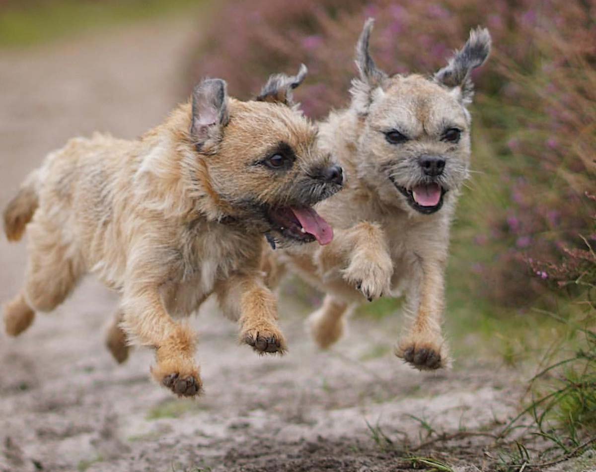 chien oreilles tombantes entretien