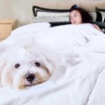 Dormir avec votre chien a-t-il un impact sur votre sommeil ?