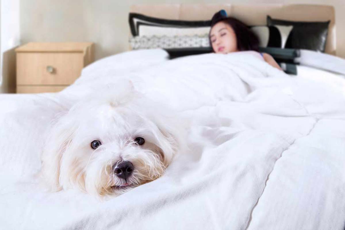 chien qui dort avec vous ou dans votre lit