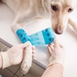 Votre chien refuse-t-il de porter un bandage ? Conseils et solutions