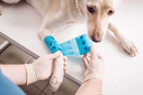 chien qui refuse de garder un bandage