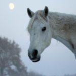 Coliques, constipation et déshydratation équine par temps froid : Solutions naturelles