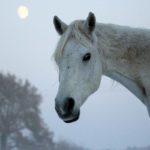 Coliques, constipation et déshydratation équine par temps froid : Solutions naturelles